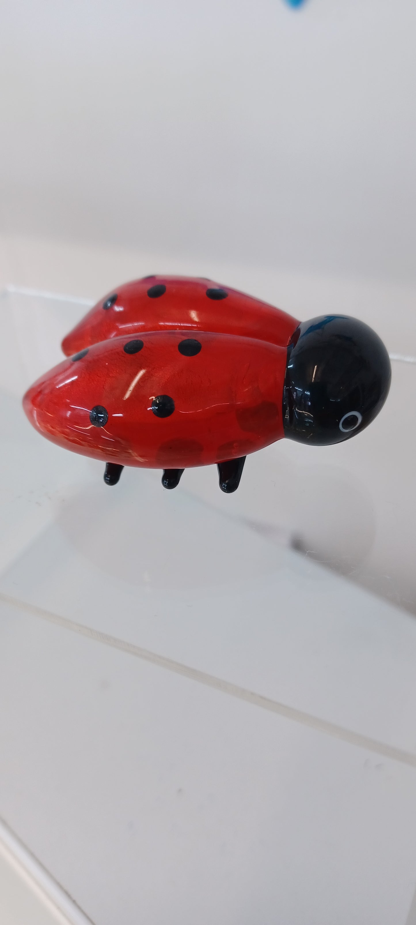 Glass Ladybird