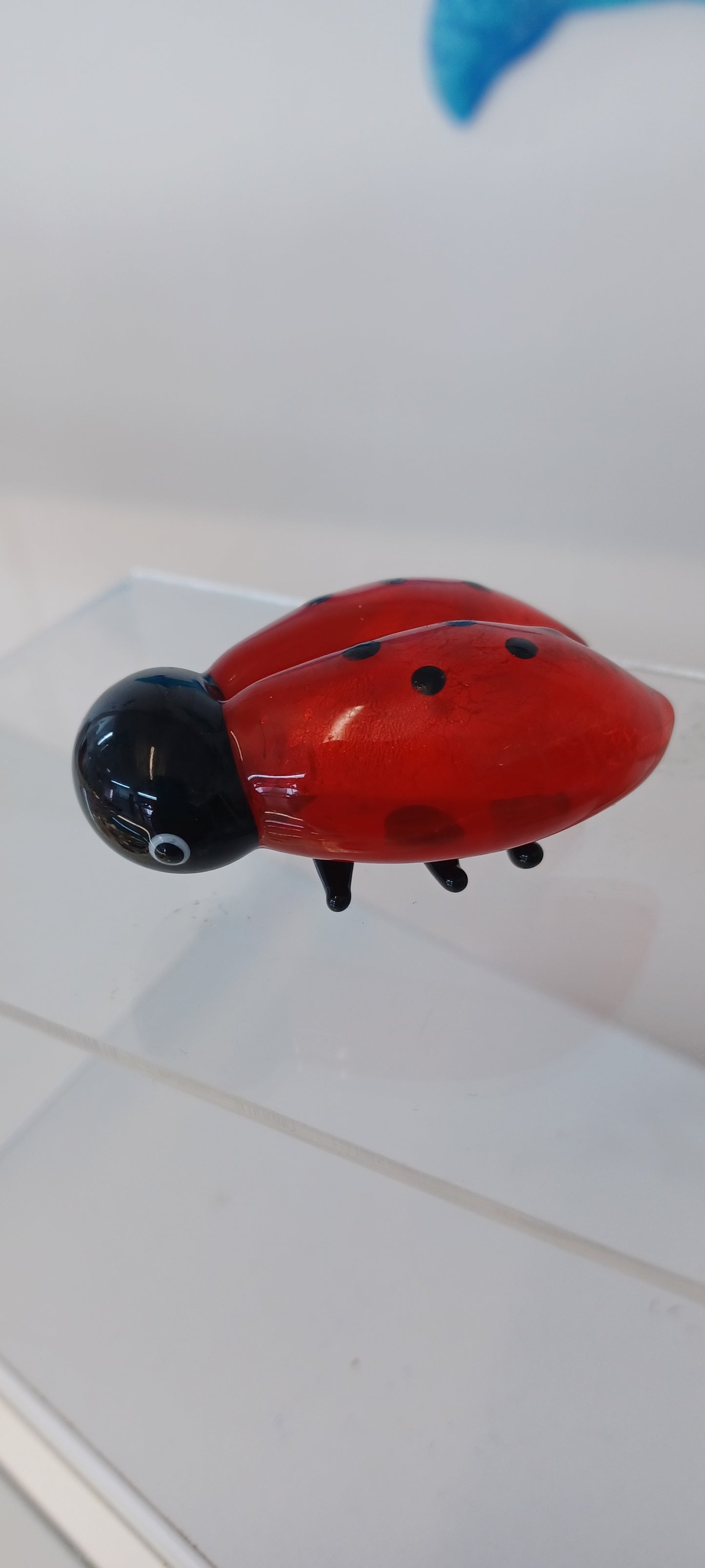 Glass Ladybird