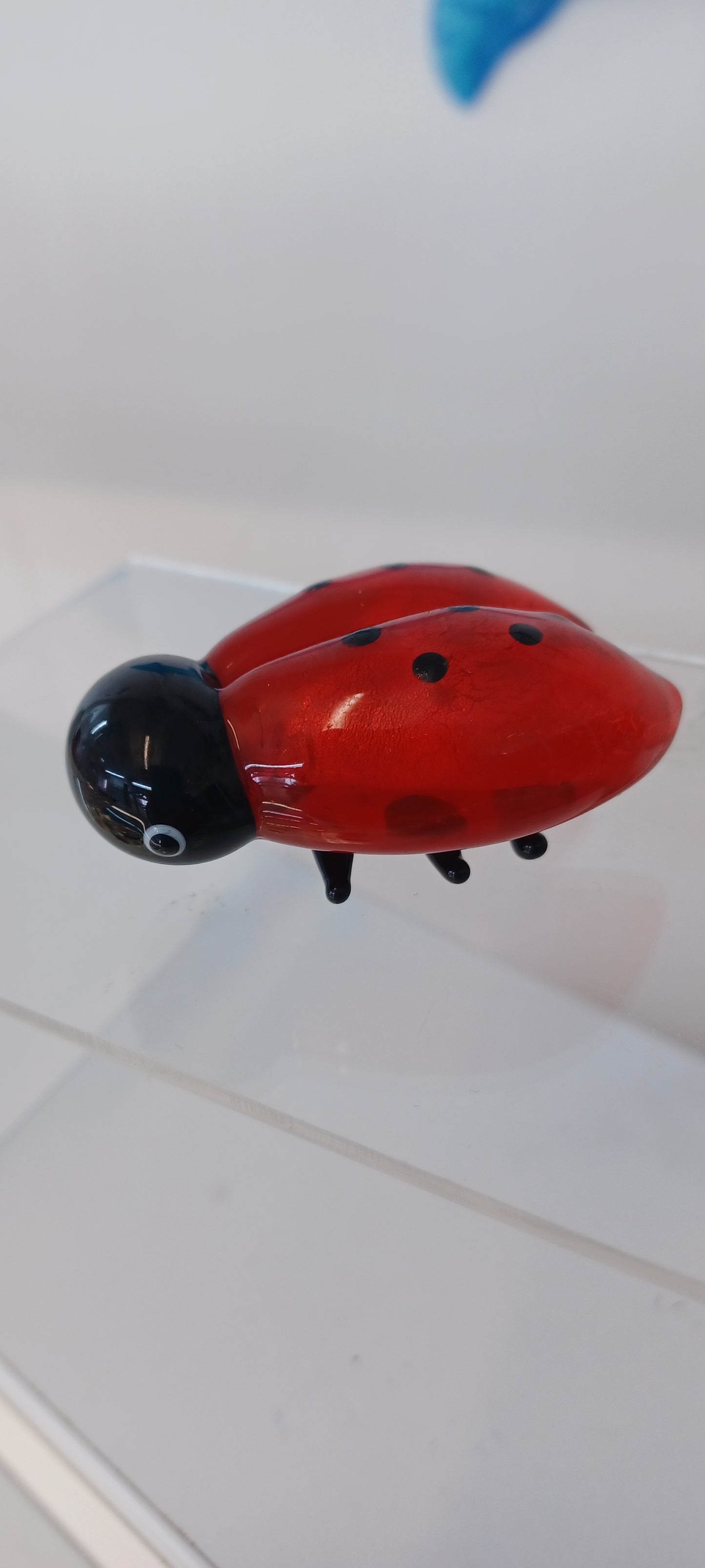 Glass Ladybird