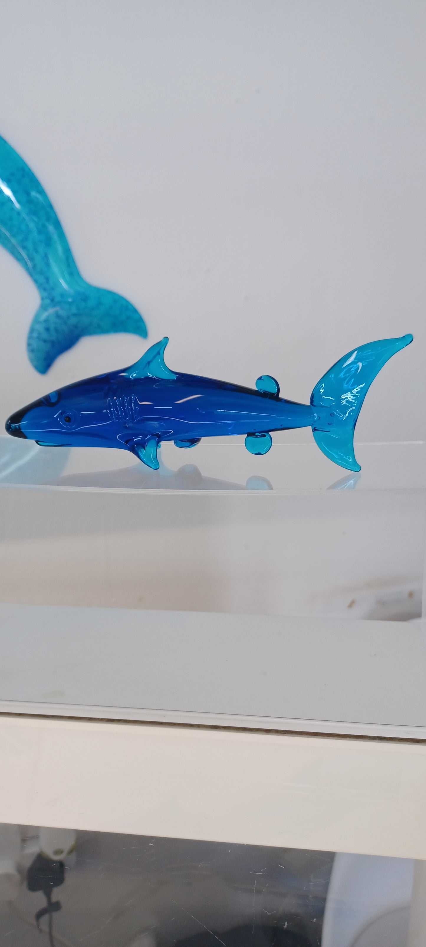 Glass Shark